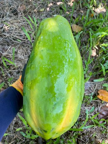木瓜 產品圖片（圖片編號 1005940）