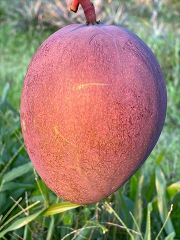 芒果 產品圖片（圖片編號 1005943）