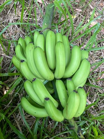 香蕉 產品圖片（圖片編號 1005944）