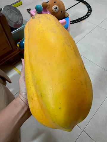 木瓜 產品圖片（圖片編號 1005946）