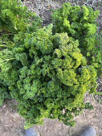 香芹菜(香芹,洋芫荽,荷蘭芹) 產品圖片（產品編號 713869）