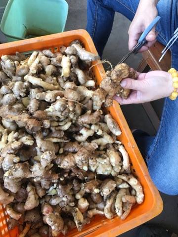 薑 產品圖片（圖片編號 1006683）