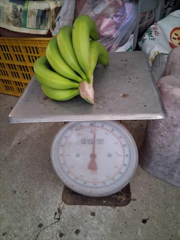 香蕉 產品圖片（圖片編號 1007167）