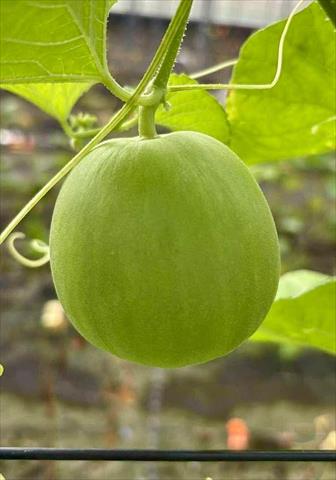 香瓜(美濃瓜) 產品圖片（產品編號 714139）