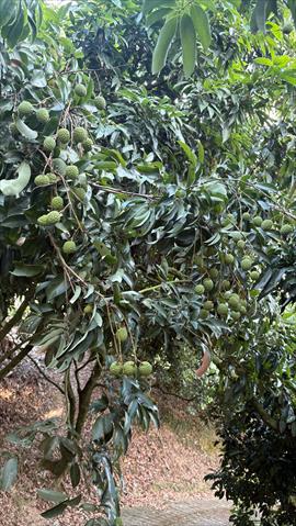 荔枝 產品圖片（圖片編號 1007184）