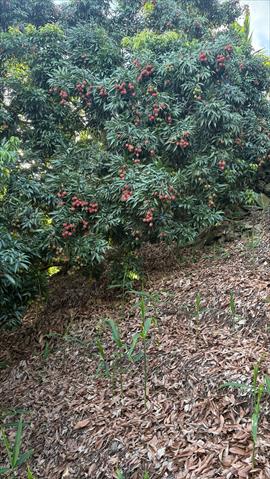 荔枝 產品圖片（圖片編號 1007186）