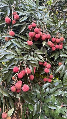 荔枝 產品圖片（產品編號 714146）