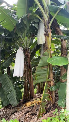 香蕉 產品圖片（圖片編號 1007193）