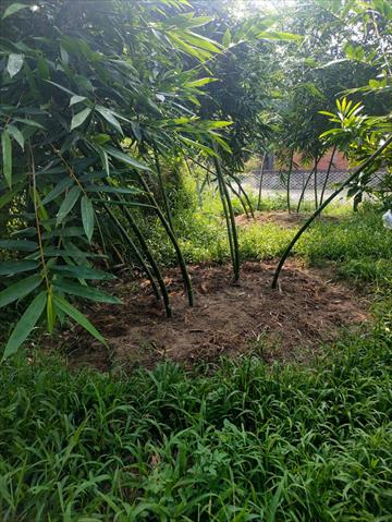 竹筍 產品圖片（圖片編號 1007321）