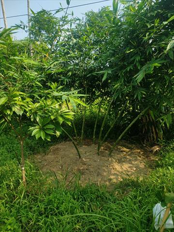 竹筍 產品圖片（圖片編號 1007322）
