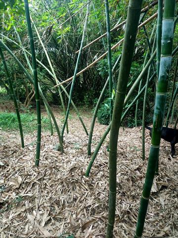 竹筍 產品圖片（圖片編號 1007323）