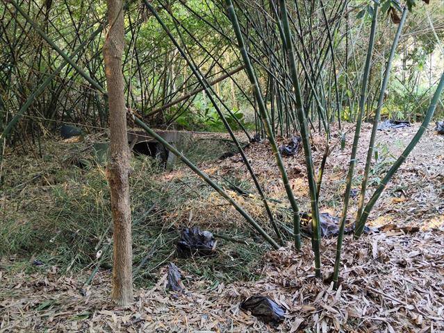 竹筍 產品圖片（圖片編號 1007328）