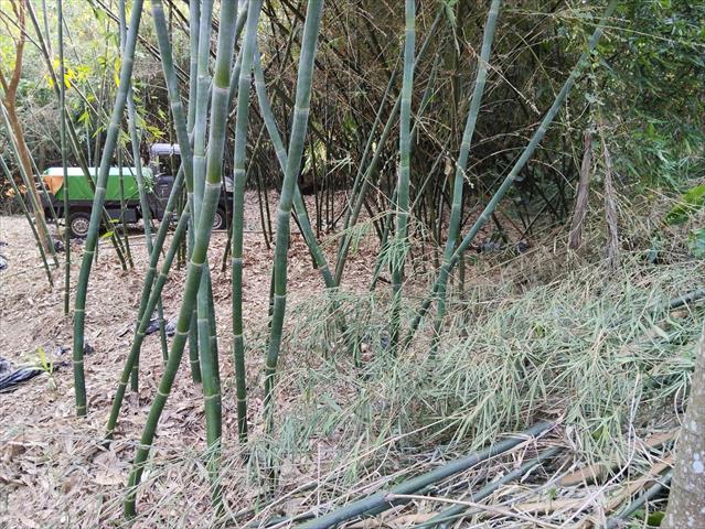 竹筍 產品圖片（圖片編號 1007329）