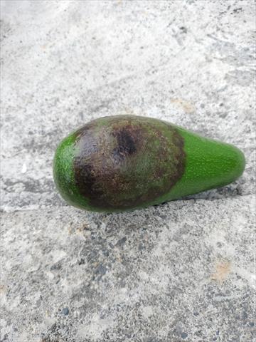 酪梨 產品圖片（產品編號 714200）