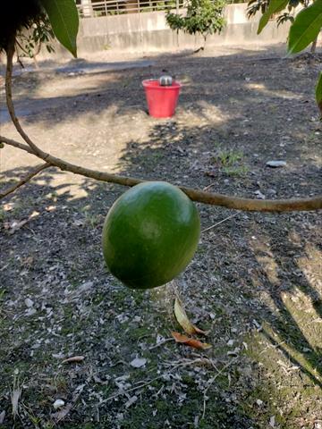 酪梨 產品圖片（圖片編號 1007370）