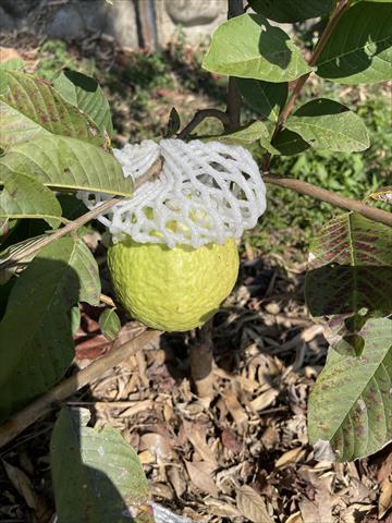 番石榴(芭樂) 產品圖片（產品編號 714217）