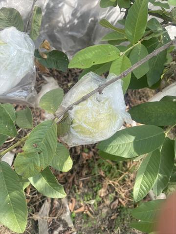 番石榴(芭樂) 產品圖片（圖片編號 1008054）
