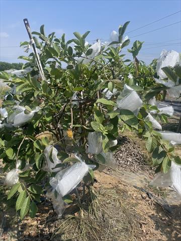 番石榴(芭樂) 產品圖片（產品編號 714592）