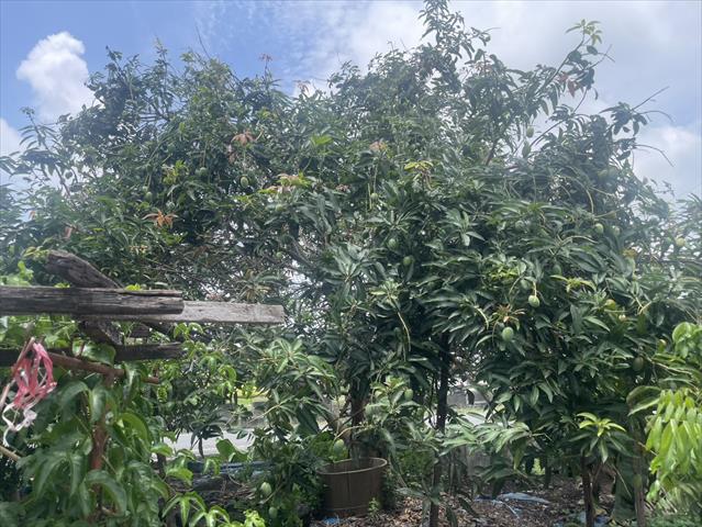 芒果 產品圖片（圖片編號 1008058）