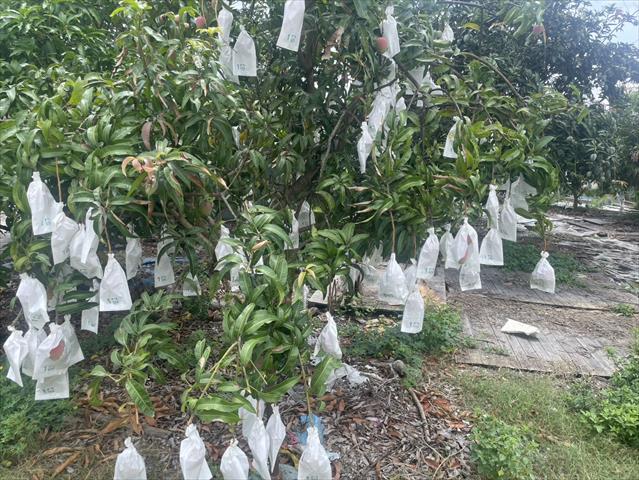 芒果 產品圖片（產品編號 714594）