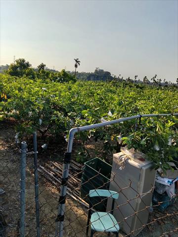 番石榴(芭樂) 產品圖片（產品編號 714894）