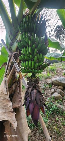 香蕉 產品圖片（圖片編號 1008733）