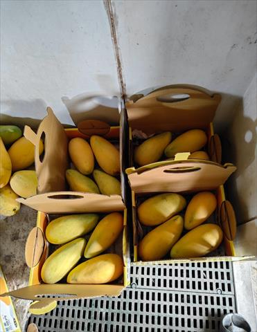 芒果 產品圖片（圖片編號 1009070）
