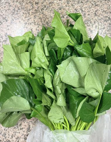 葉用甘藷(地瓜葉,甘藷葉) 產品圖片（產品編號 715343）