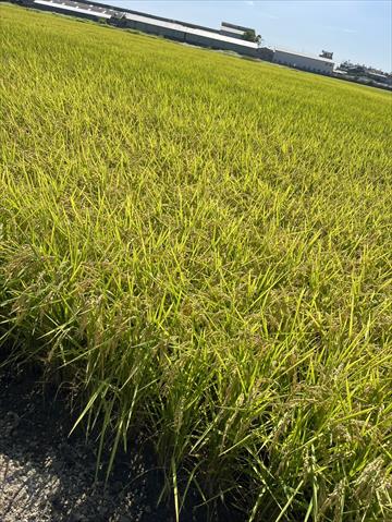 稉稻(白米或黑米) 產品圖片（產品編號 715452）