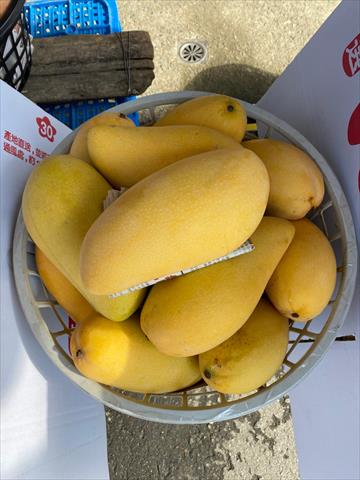 芒果 產品圖片（圖片編號 1011211）