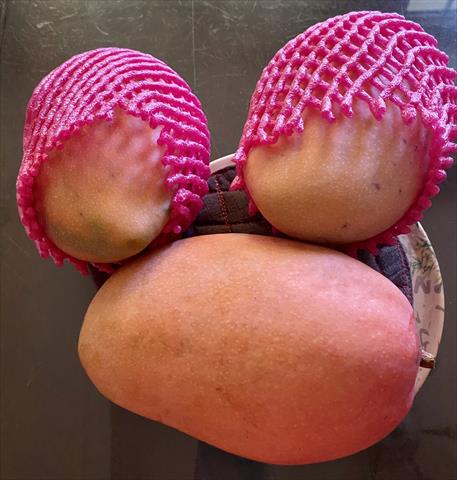 芒果 產品圖片（圖片編號 1011213）