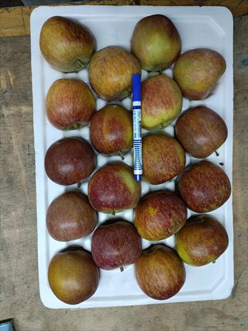 蘋果 產品圖片（圖片編號 1011283）