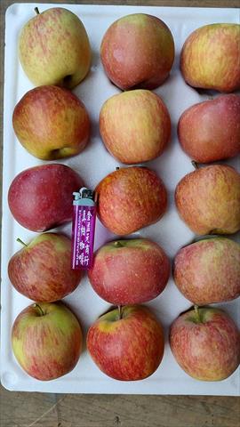 蘋果 產品圖片（圖片編號 1011284）
