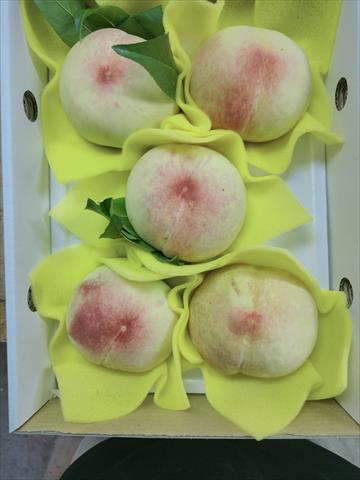 桃 產品圖片（圖片編號 1011285）