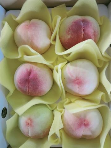 桃 產品圖片（產品編號 716125）