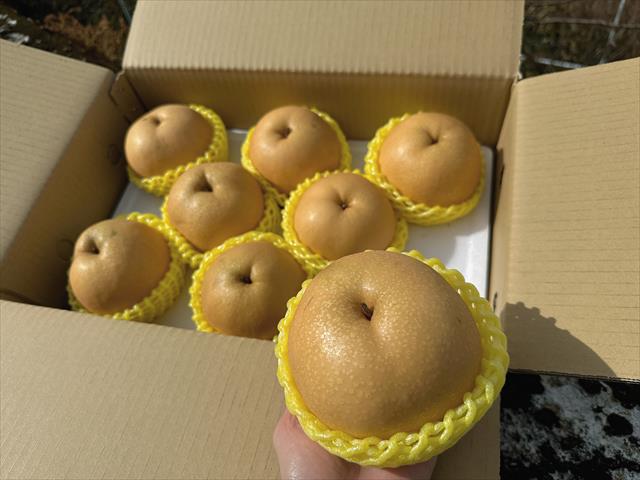 梨 產品圖片（圖片編號 1011311）