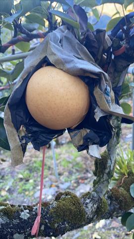 梨 產品圖片（圖片編號 1011313）
