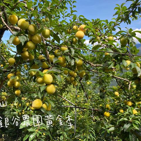李 產品圖片（圖片編號 1011314）
