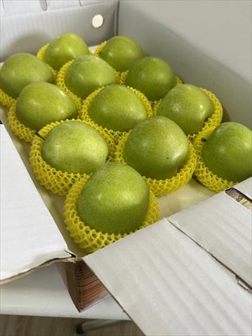 蘋果 產品圖片（圖片編號 1011322）