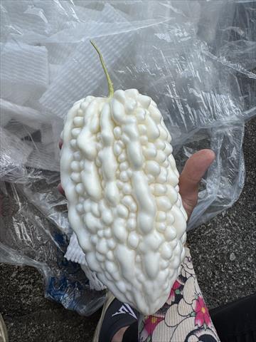 苦瓜 產品圖片（產品編號 716166）