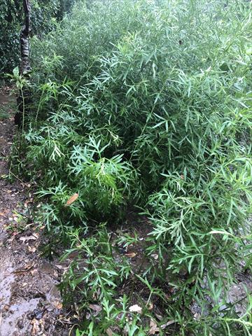 艾草 產品圖片（產品編號 716248）