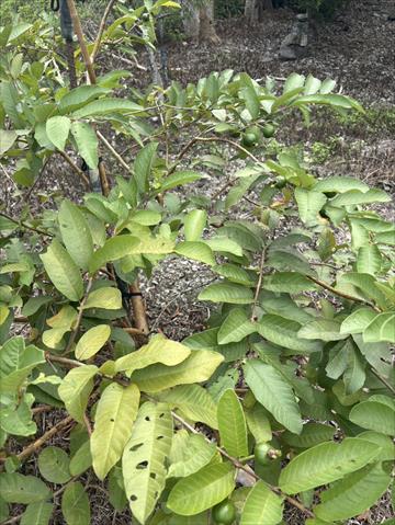 番石榴(芭樂) 產品圖片（產品編號 716353）