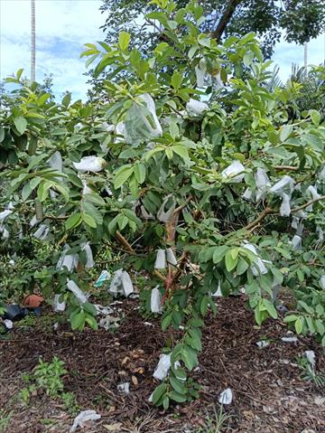 番石榴(芭樂) 產品圖片（產品編號 716727）