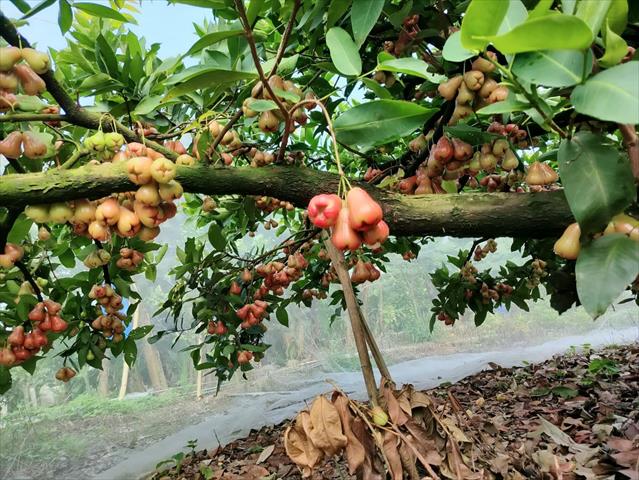 蓮霧 產品圖片（圖片編號 1012579）