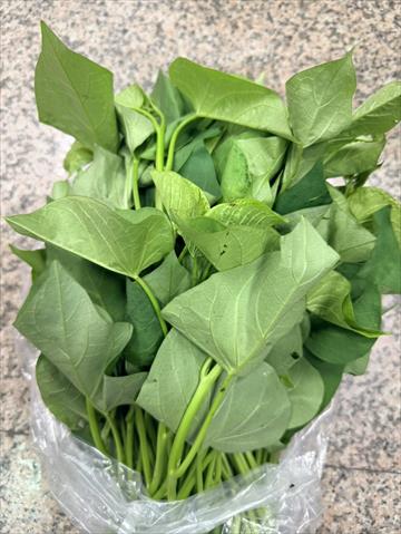 葉用甘藷(地瓜葉,甘藷葉) 產品圖片（產品編號 717116）