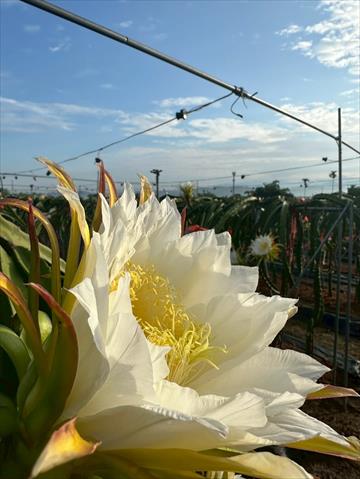 紅龍果 產品圖片（圖片編號 1013353）