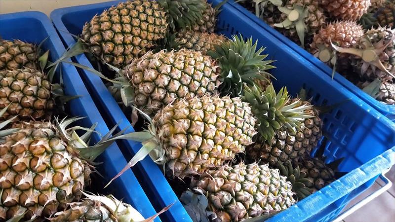 鳳梨 產品圖片（圖片編號 1013355）