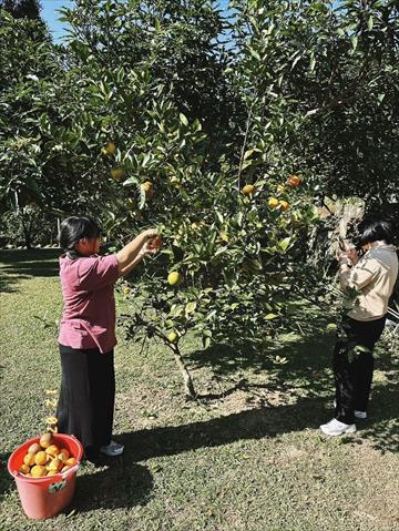 柳橙 產品圖片（產品編號 717517）