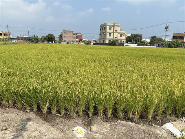 稉稻(白米或黑米) 產品圖片（圖片編號 1013687）