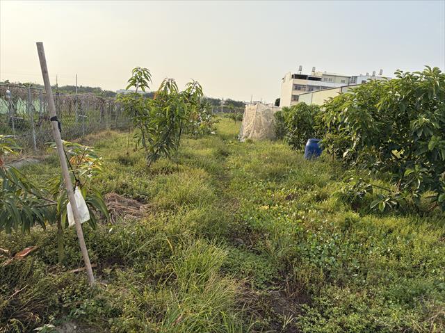 芒果 產品圖片（圖片編號 1013864）